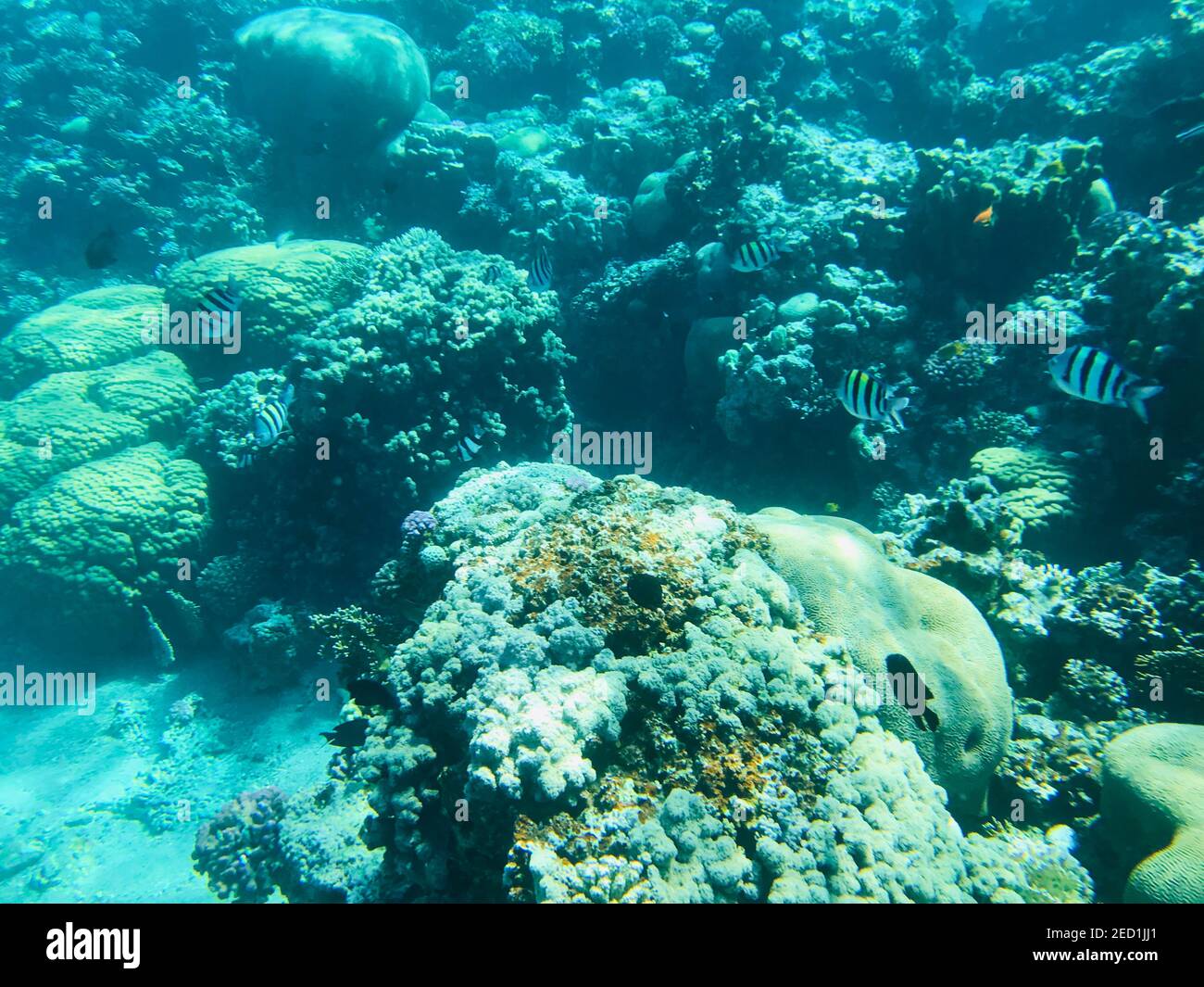 Coral reefs in Aqaba the pearl of Jordan snorkel and dive in the Red