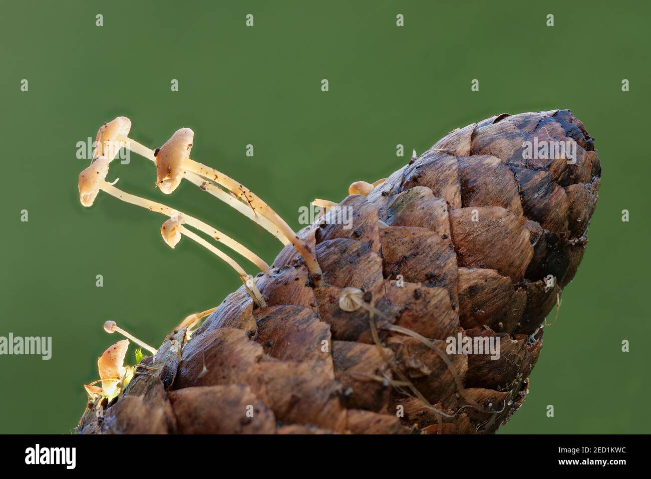 Fir cone on which mushrooms grow, helminths (Mycena), North Rhine-Westphalia, Germany Stock Photo