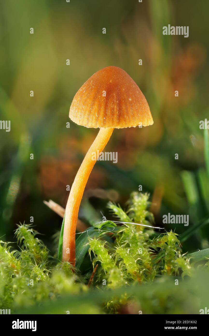 Orange bonnet (Mycena acicula), North Rhine-Westphalia, Germany Stock Photo