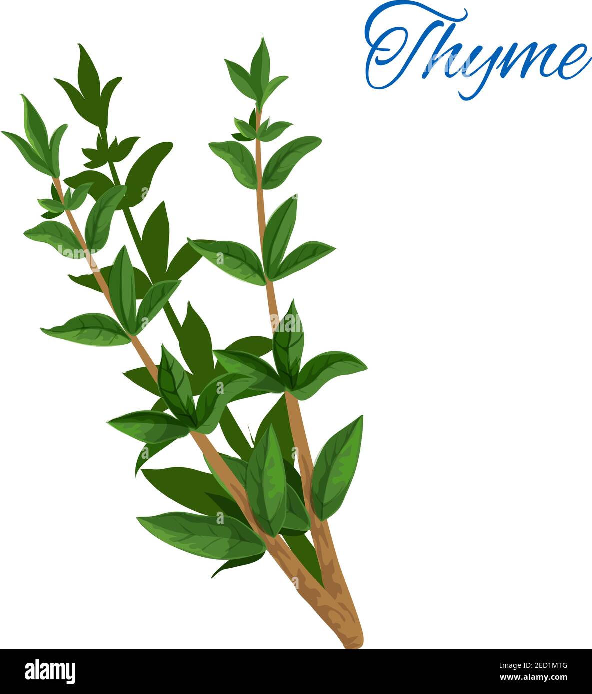 Thyme branch with leaves. Vector isolated icon of aromatic spice herb