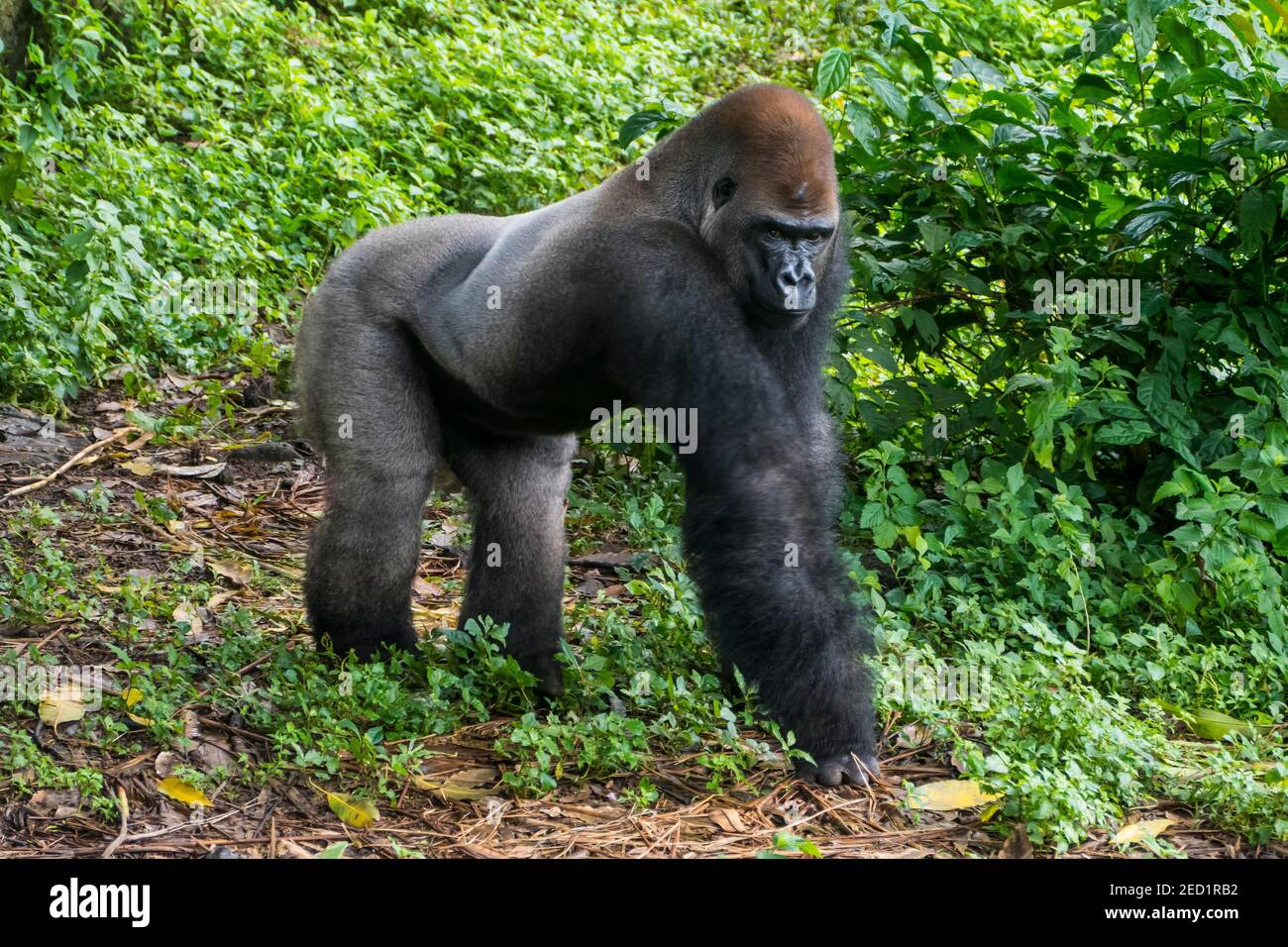Western lowland gorilla (Gorilla gorilla gorilla), Limbe wildlife center, Cameroon Stock Photo
