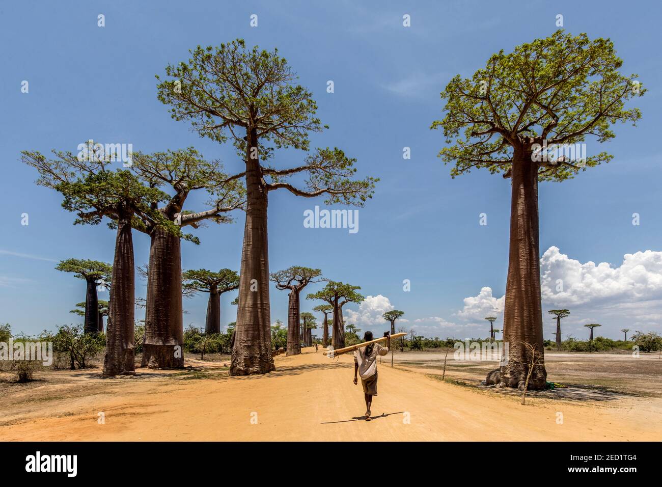 ♡baobab様ご確認♡ Baobab hole hi-res stock photography and images - Alamy