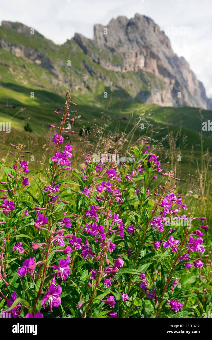 Flowering of Epilobium angustifolium flowers on Seceda mountain. Odle peaks in background. The Gardena Dolomites. Italian Alps. Stock Photo