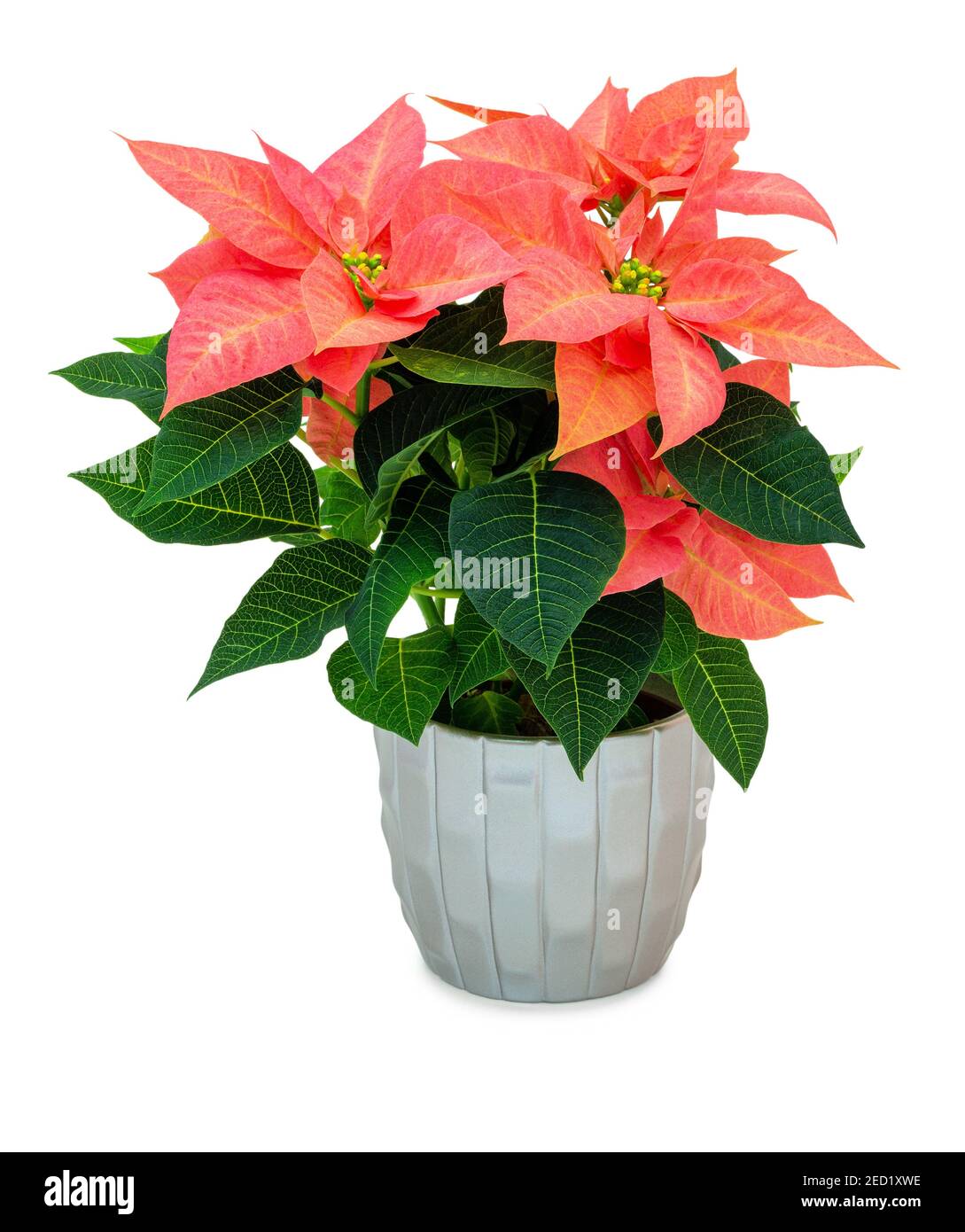 Bright red poinsettia flower in silver flower pot isolated on white background with shadow. Light orange Christmas Flower in metallic pot Stock Photo