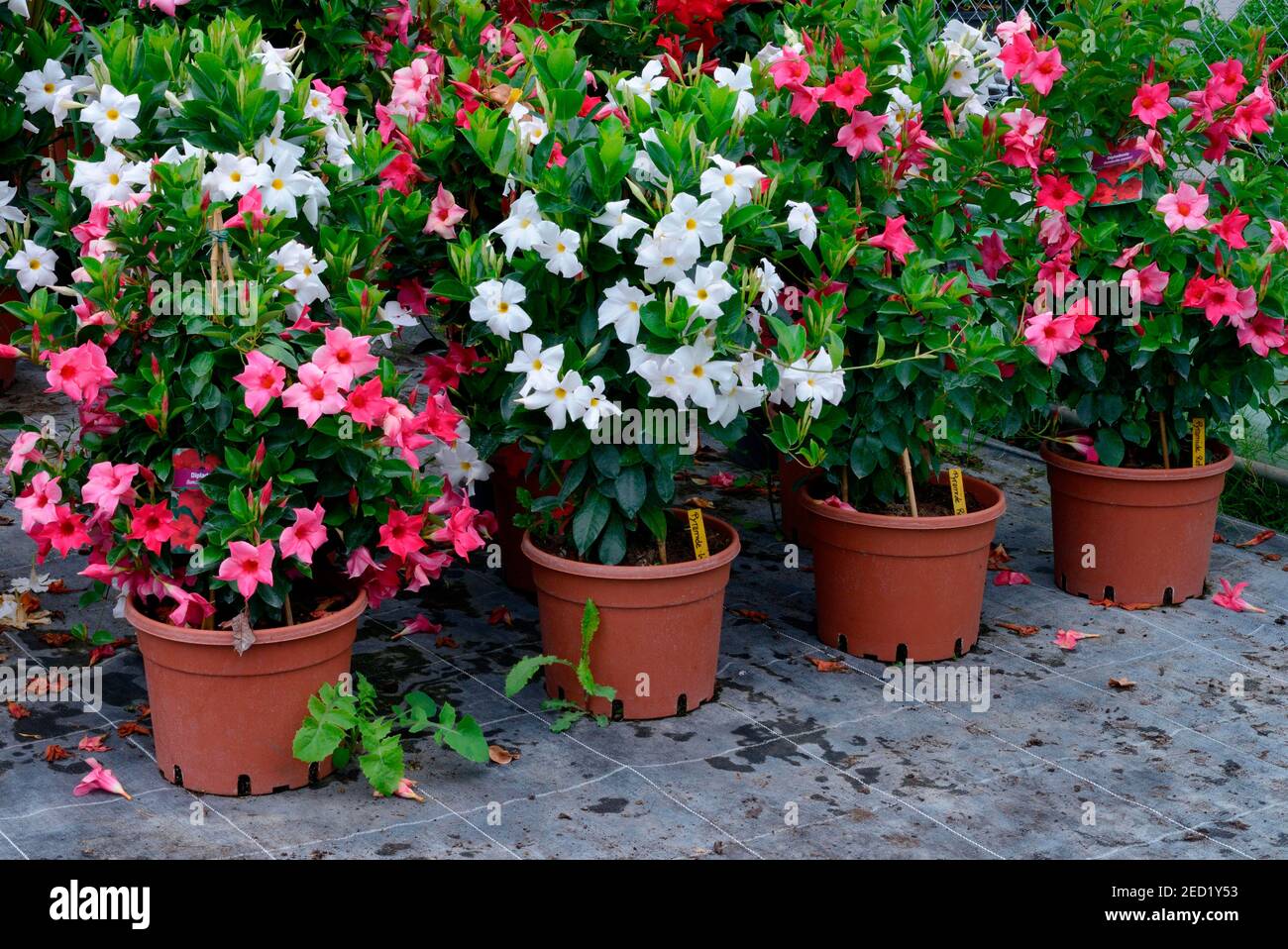 Pictures Of Dipladenia In Containers