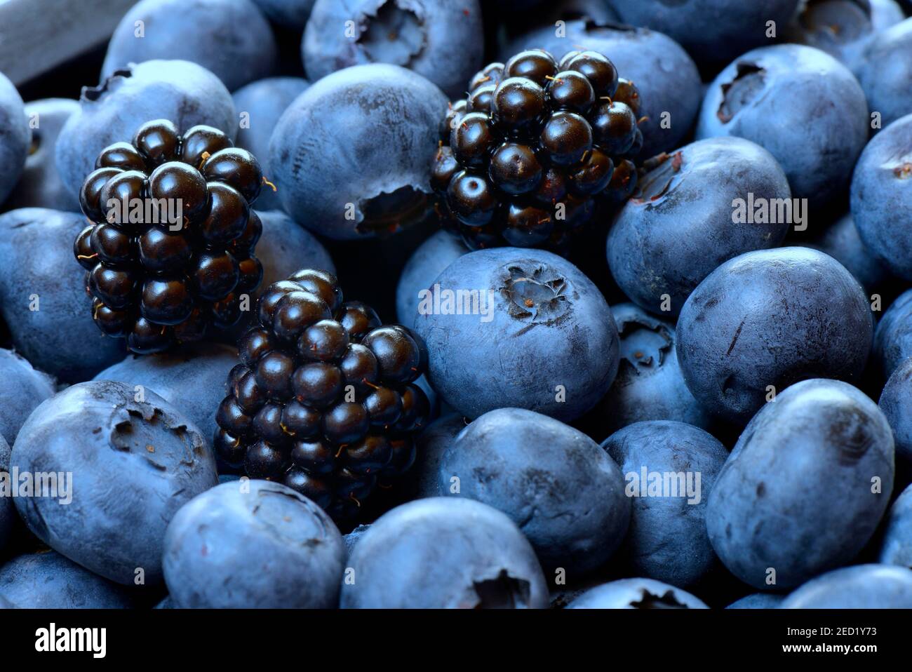 Blackberries and blueberries, cultivated blueberries Stock Photo
