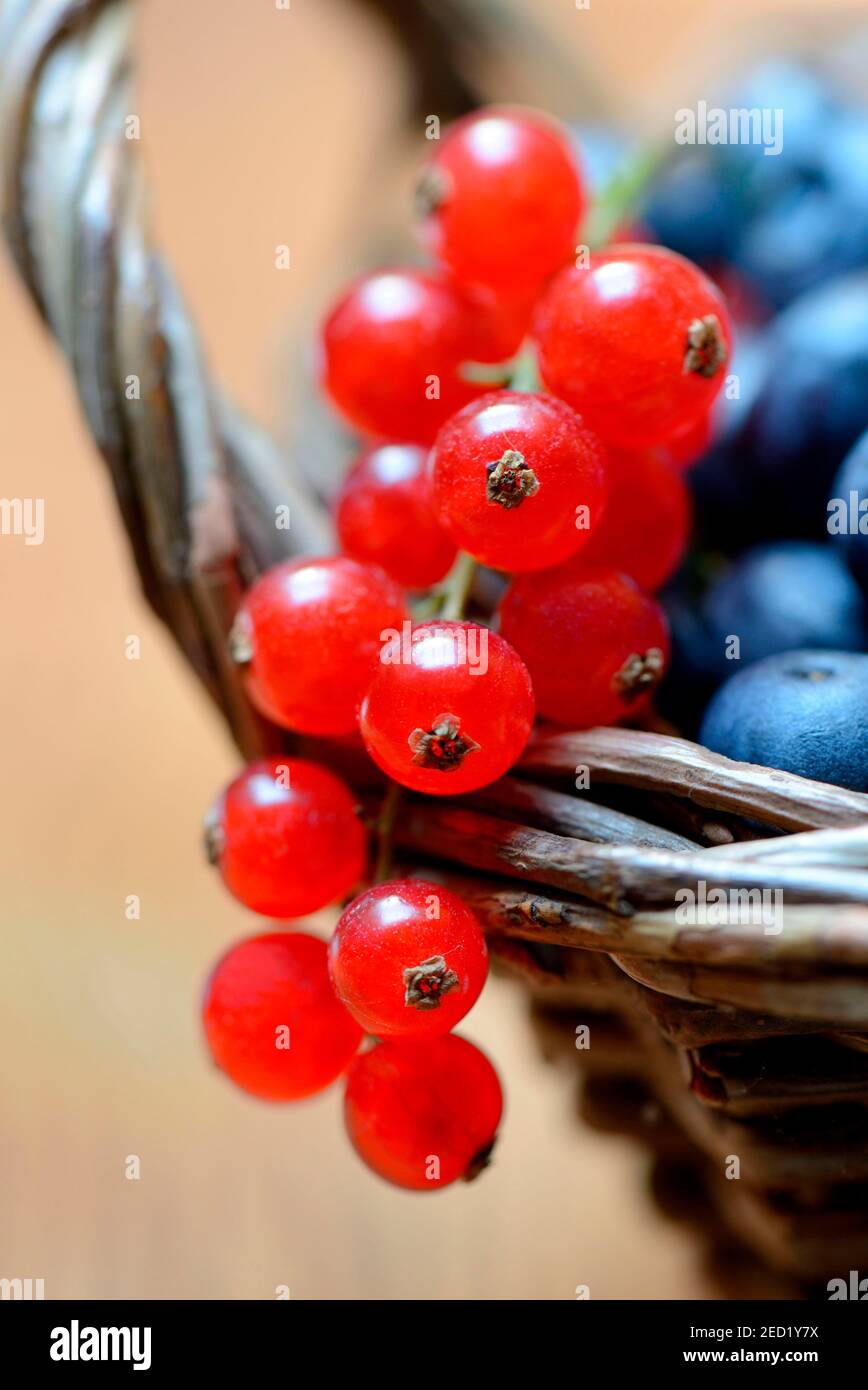 Currants and blueberries in basket, cultivated blueberry Stock Photo