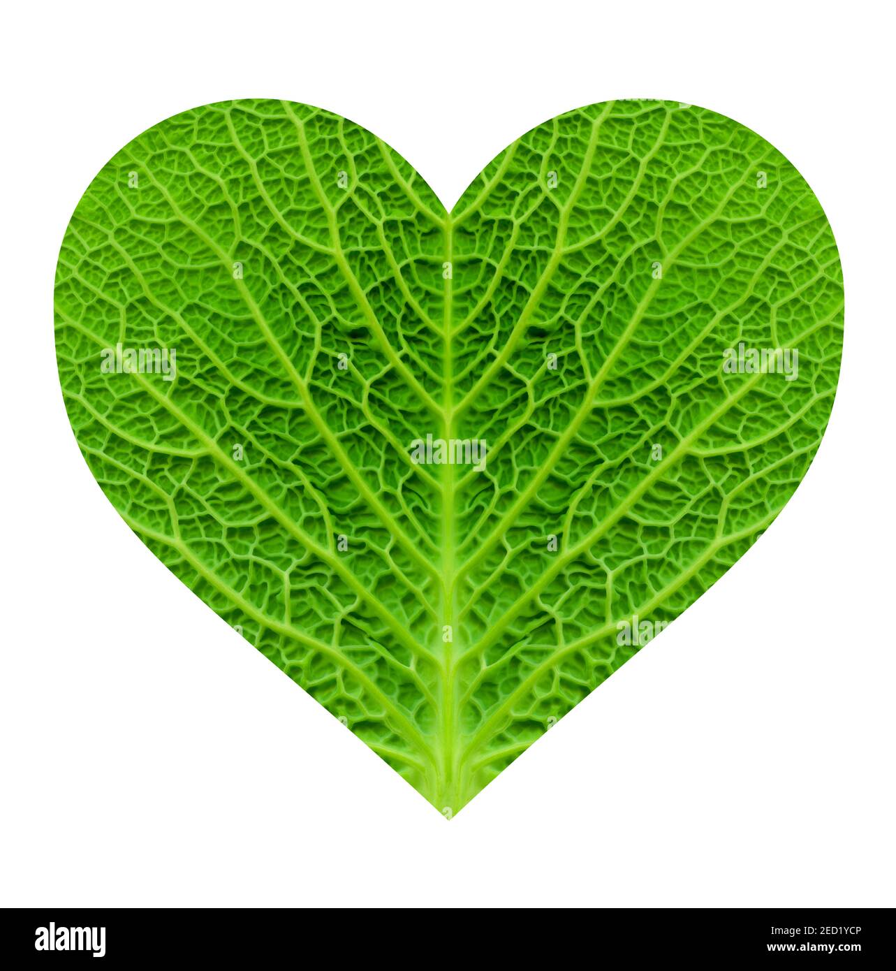 A stylised heart graphic produced from the texture and pattern of a cabbage leaf suggesting healthy eating Stock Photo