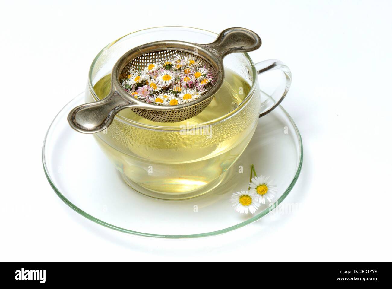 Daisy tea in cup and dried blossoms, Goose flower tea, Daisy tea Stock