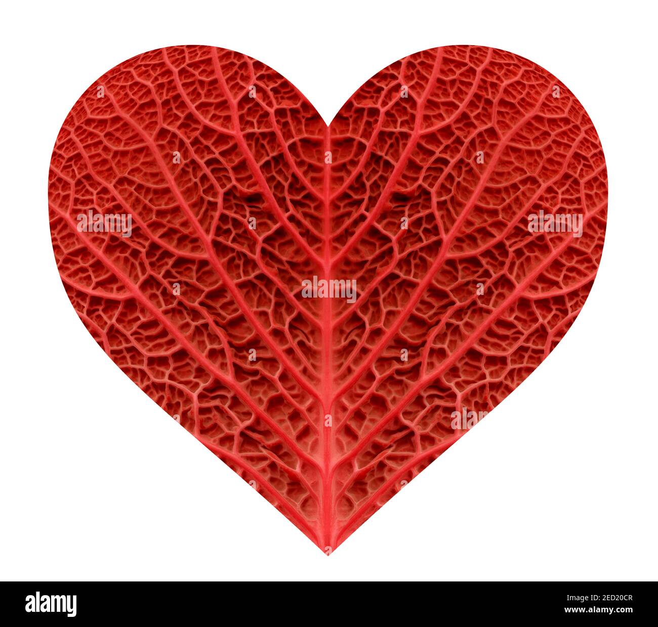 A stylised heart graphic produced from the texture and pattern of a cabbage leaf Stock Photo