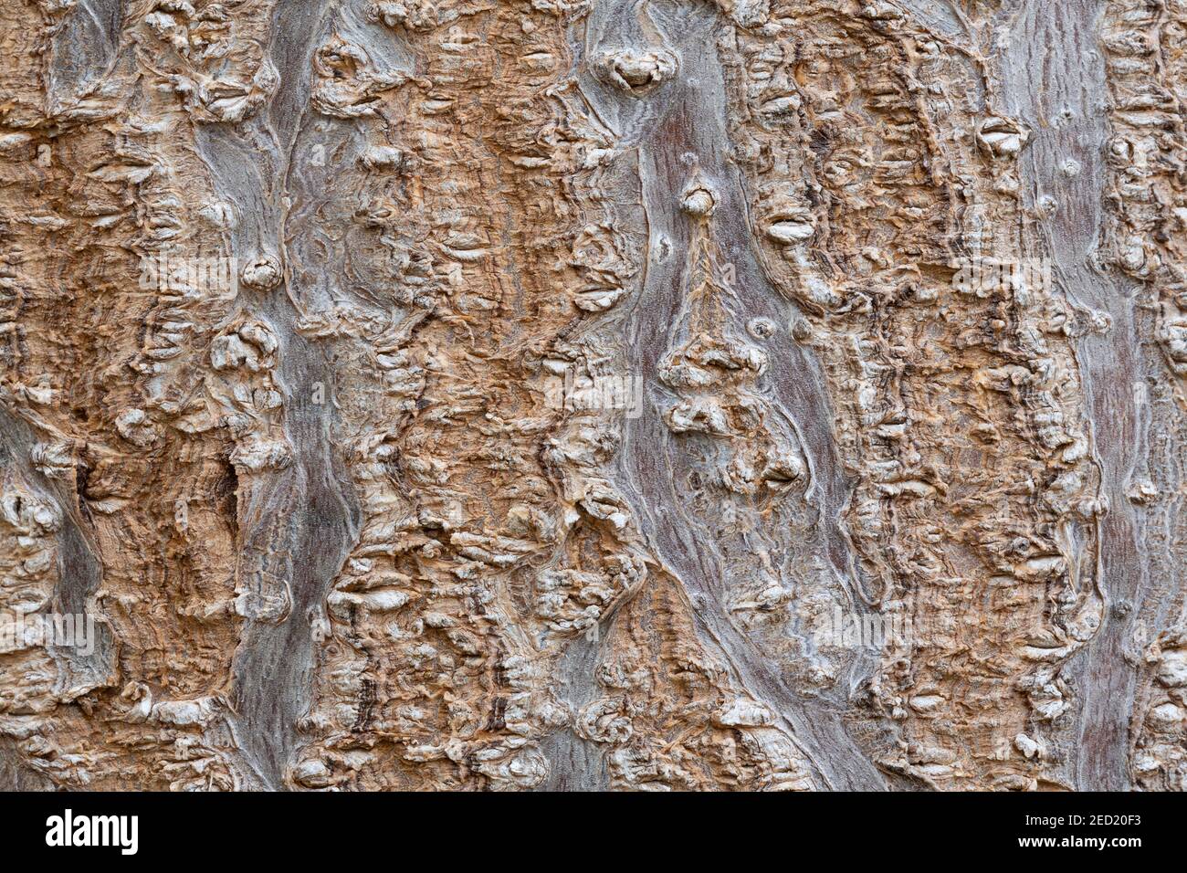 Pawlownia tree bark close-up shot. Paulownia tomentosa bark surface. Natural structure of the rhytidome - crushed outer bark. Outer sheath of the trun Stock Photo