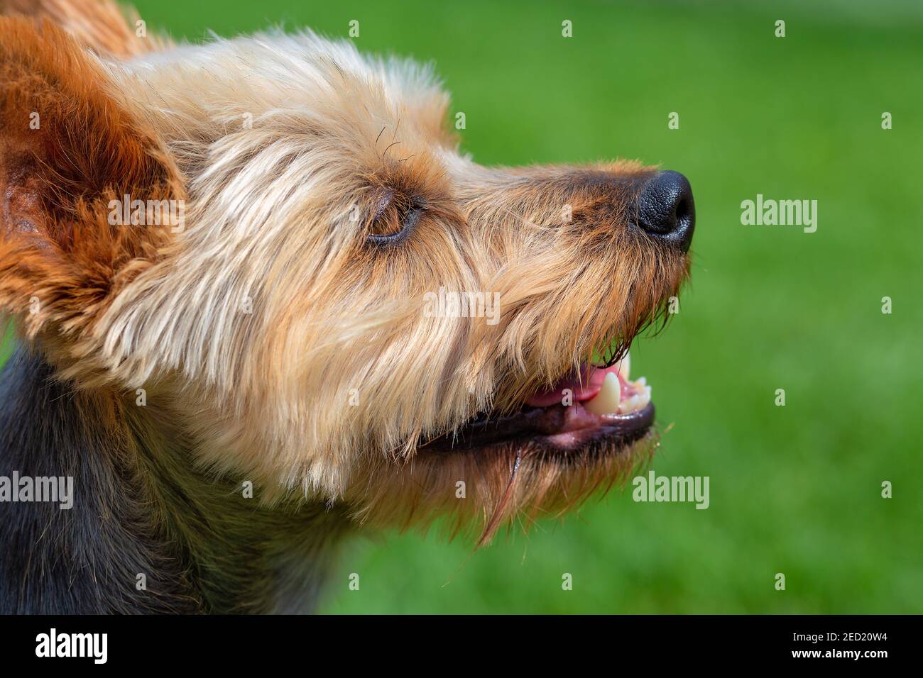 Close-up shot of an adorable Australian Silky Terrier dog head. Stock Photo