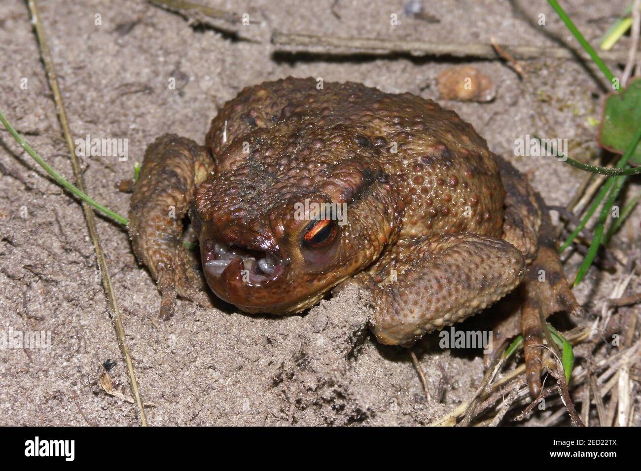 A rare view on a common toad, Bufo bufo , infected with maggots of the toad fly Lucilia bufonivora. Stock Photo