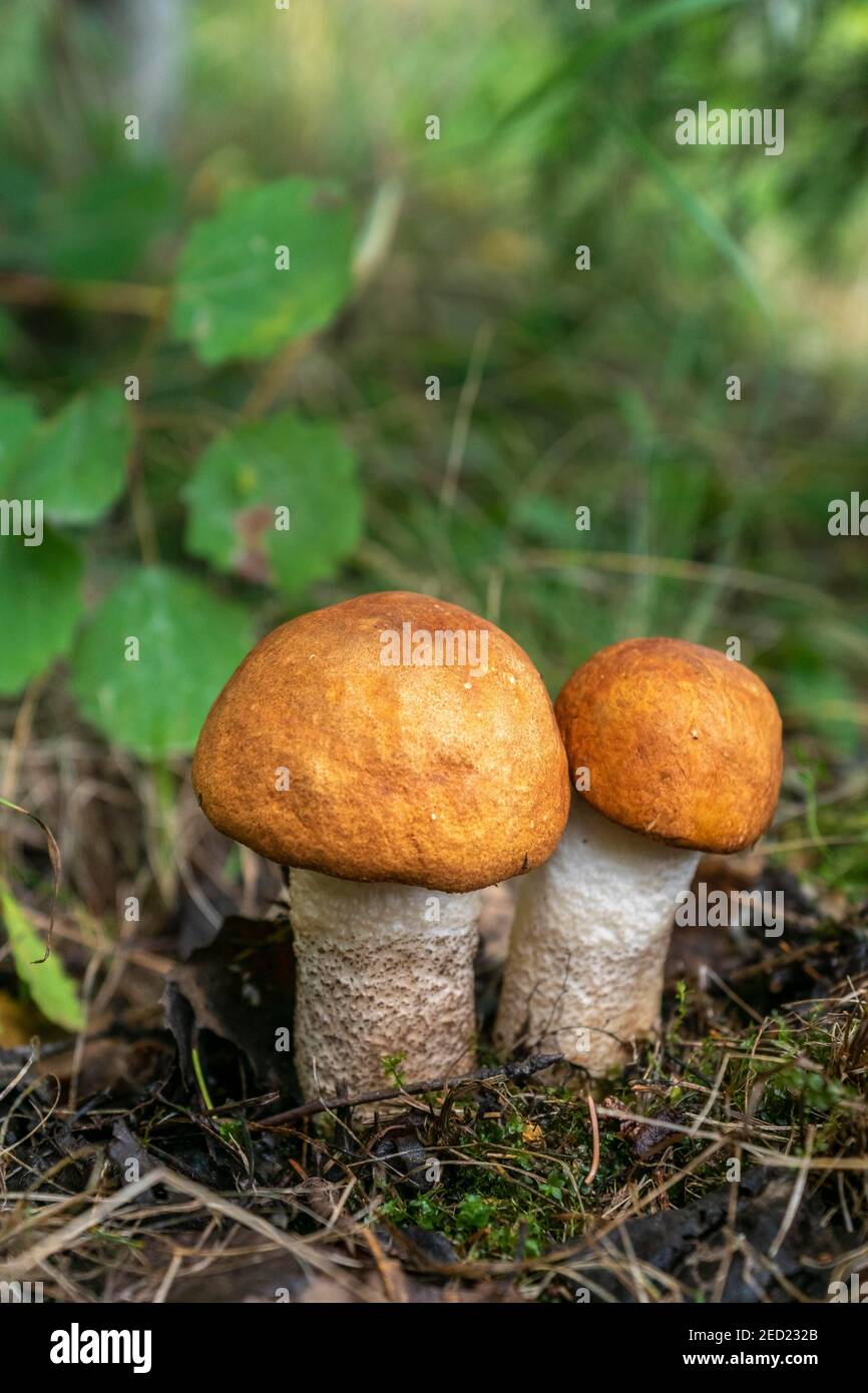 Aspen redcap, whitestemmed redcap (Leccinum leucopodium