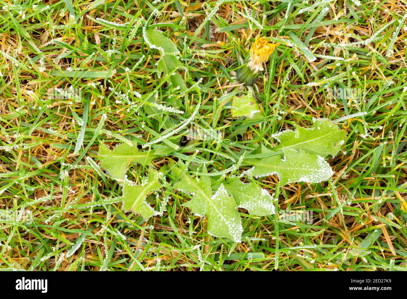 Lawn with frozen dandelion and ice coating. Lawn texture with brittle frozen water drops. Green yellow grass with icing. Top view, overhead shot. Gras Stock Photo