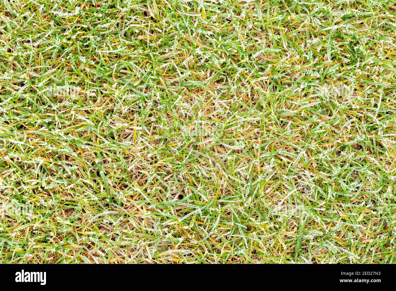 Midhigh lawn with ice coating. Park lawn texture with brittle frozen