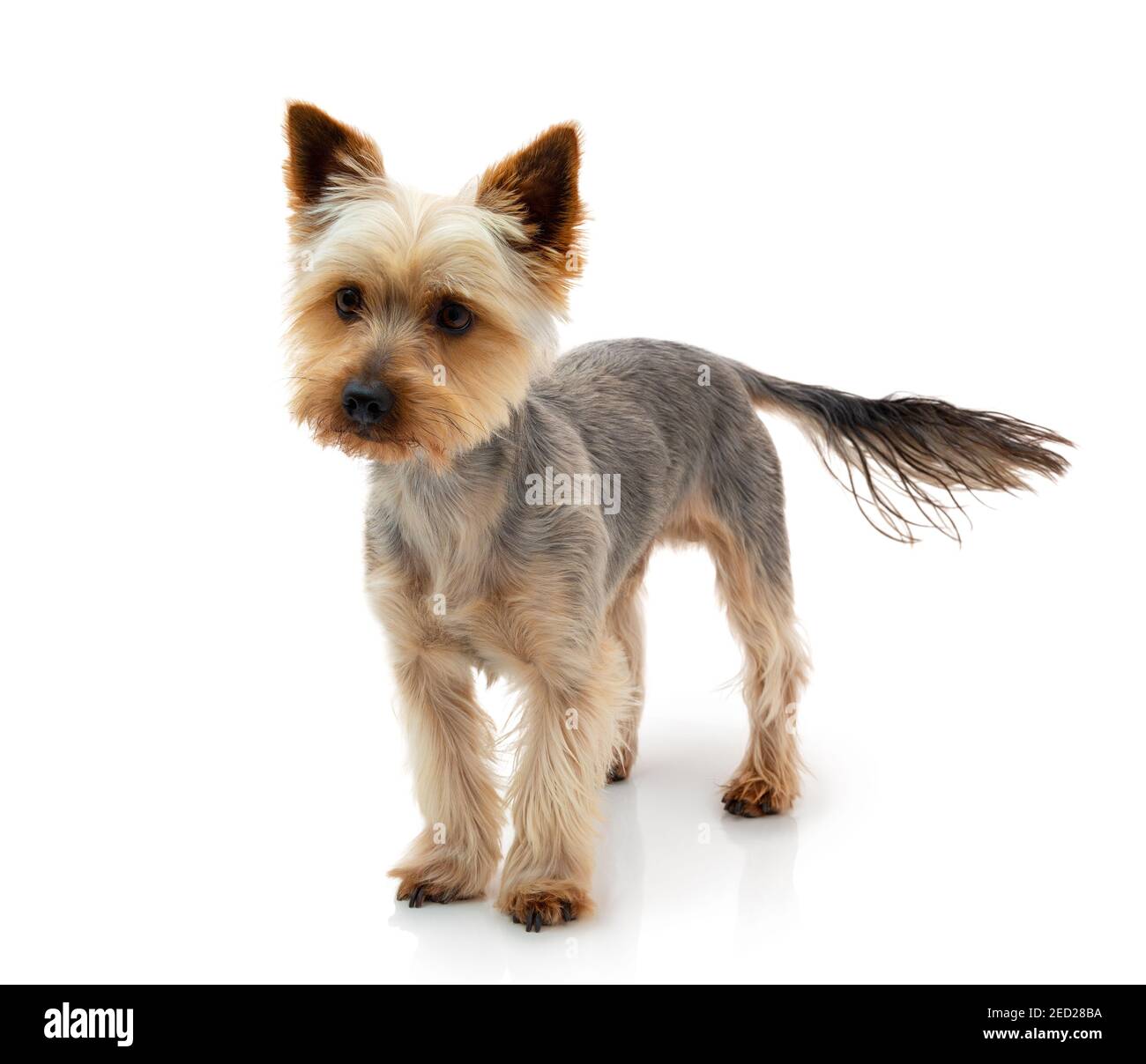 Adorable Australian Silky Terrier staring and waiting for the command isolated on white background with shadow reflection. Cute obedient dog. Fluffy s Stock Photo