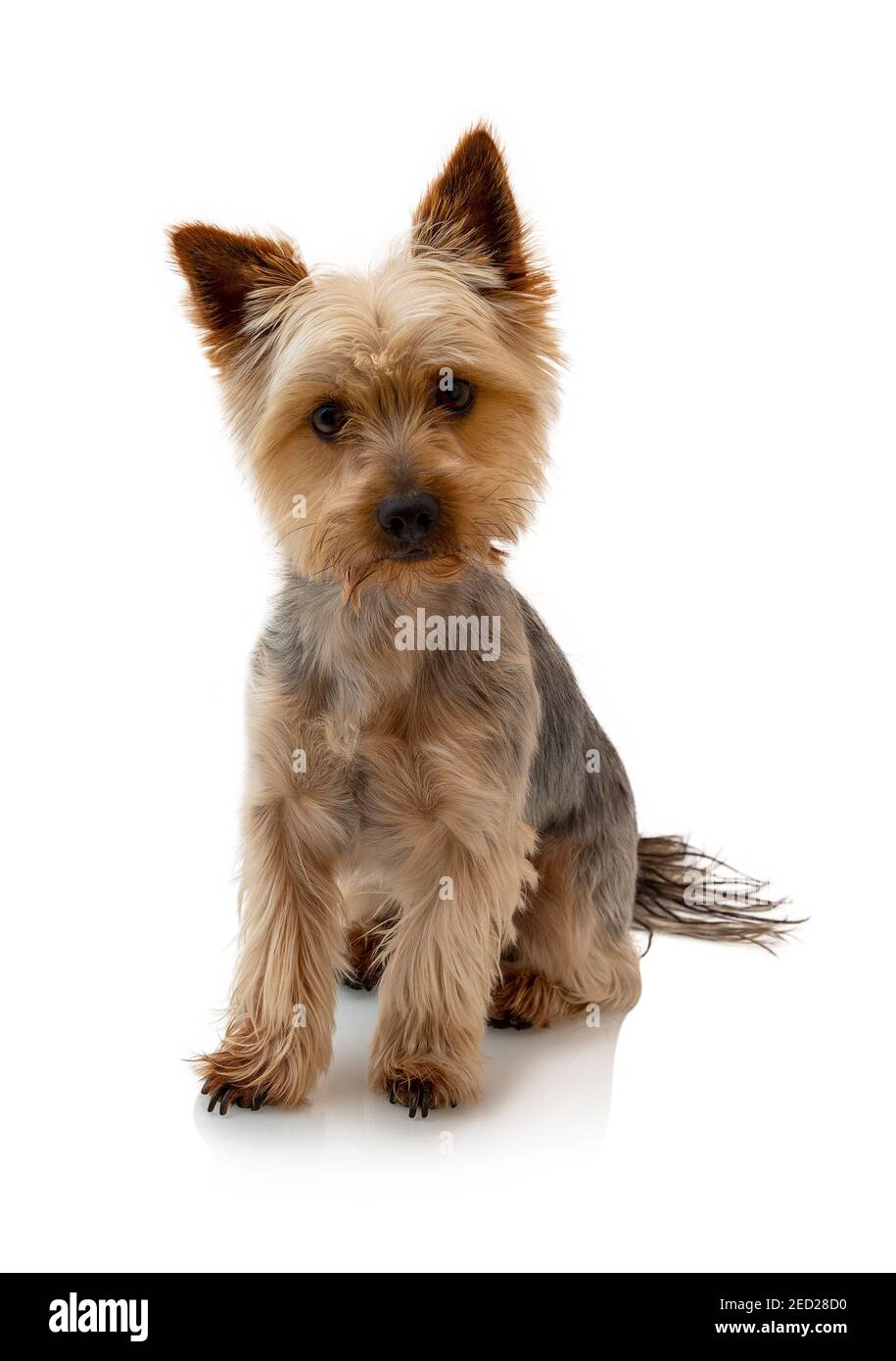 Adorable Australian Silky Terrier sitting, staring and waiting for the command isolated on white background with shadow reflection. Cute obedient dog. Stock Photo