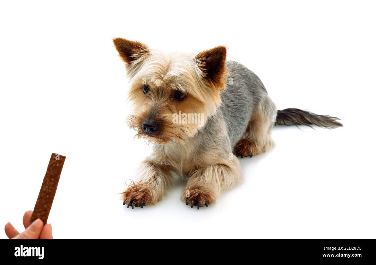 Adorable Australian Silky Terrier lying and looking to treat reward, isolated on white background with shadow reflection. Cute obedient dog waiting fo Stock Photo