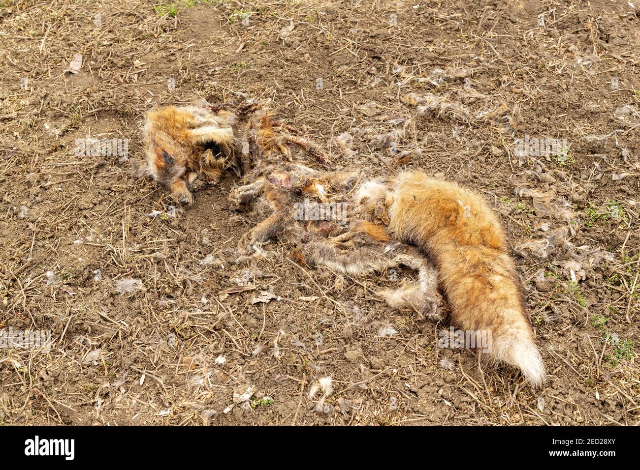 Rotting Remains of a dead red fox on the ground. Dead animal body in