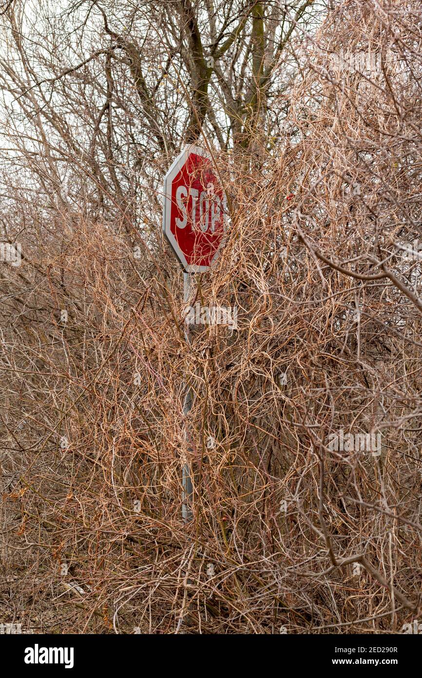 Hidden crown hi-res stock photography and images - Alamy