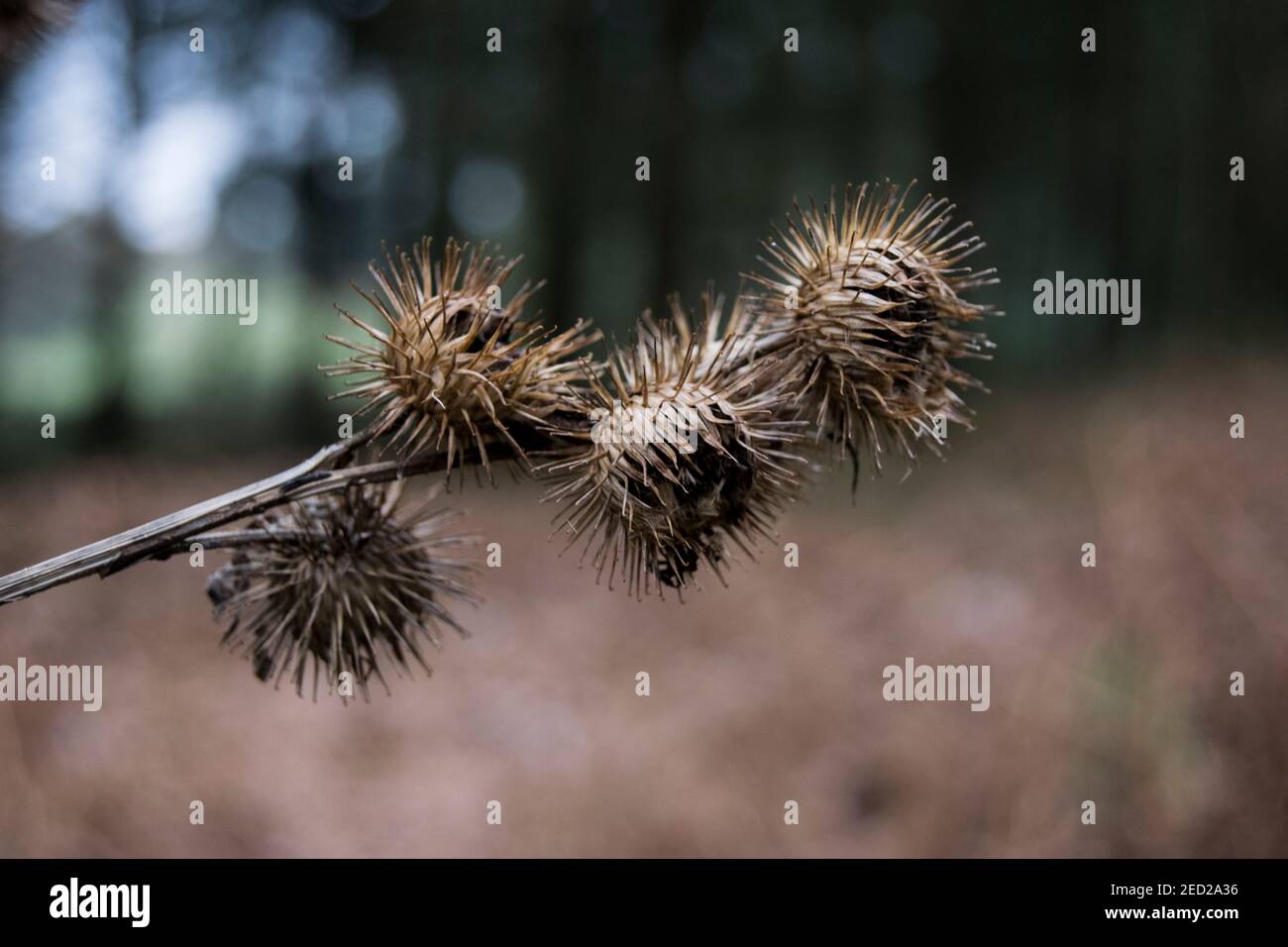 Prickly dried seed heads of Burdock Stock Photo