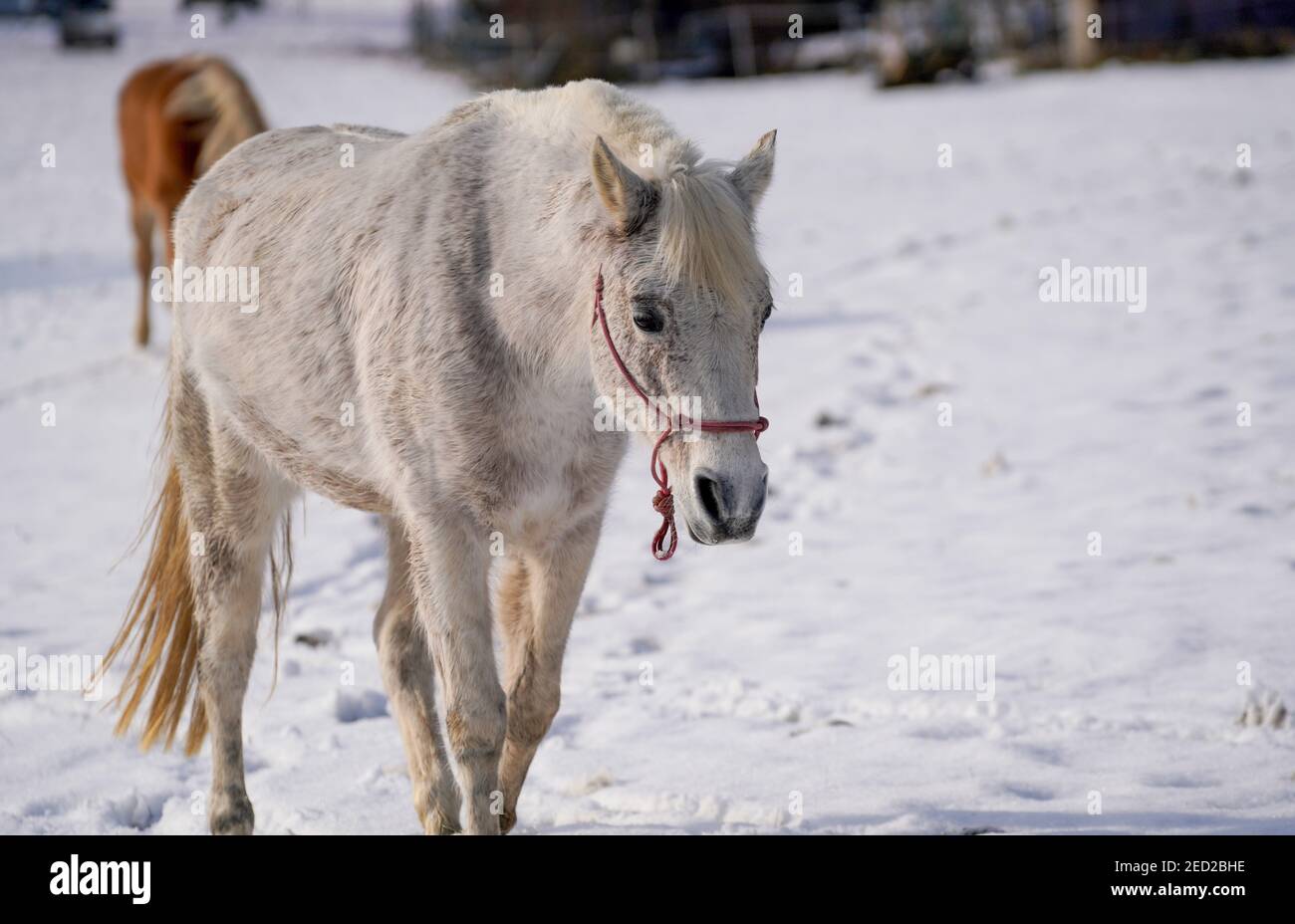 Horses in winter in the paddock when the snow cover is closed foraging