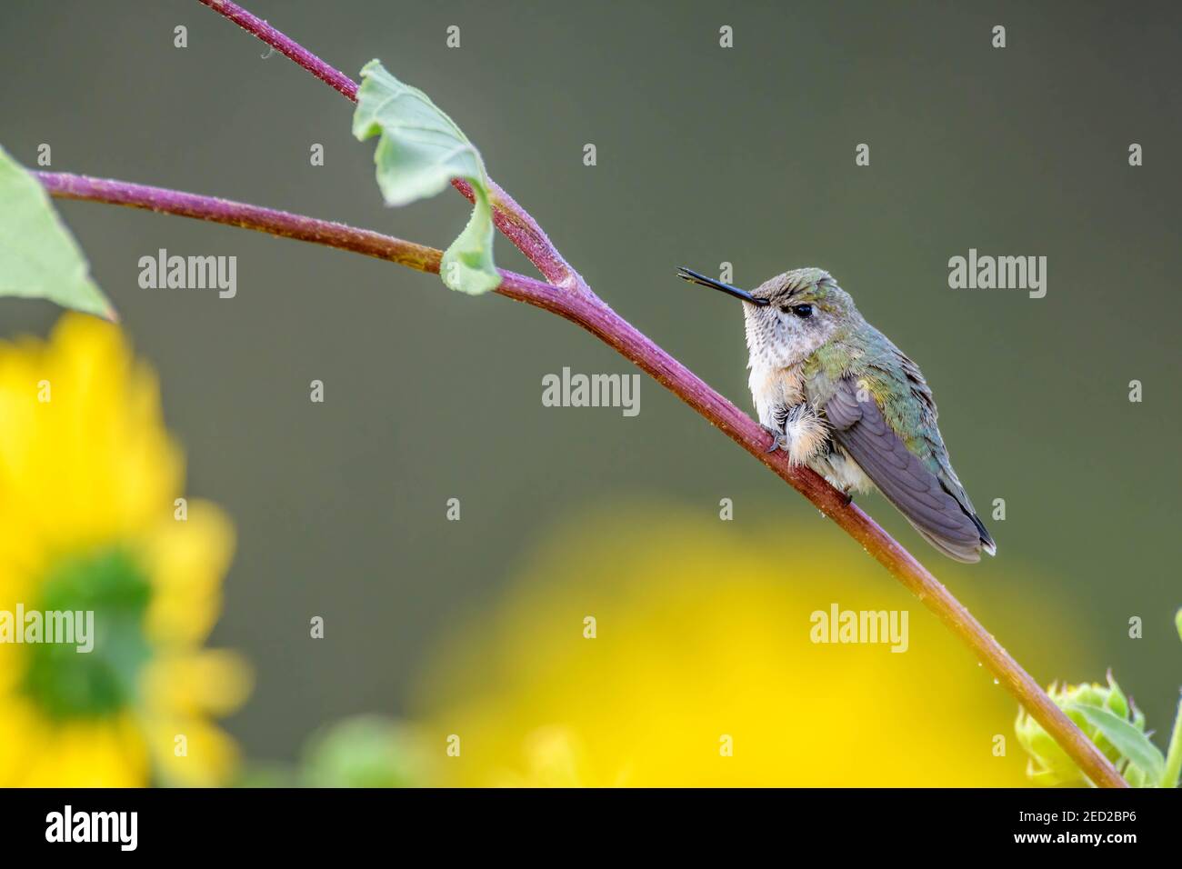 Female Calliope Hummingbird, Bosque del Apache National Wildlife Refuge, New Mexico, USA. Stock Photo