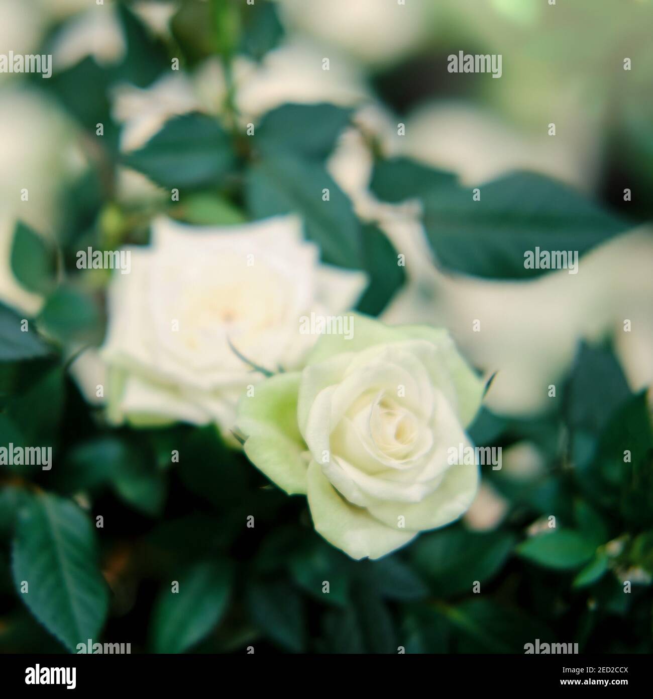 Mini rose bush in pot hi-res stock photography and images - Alamy