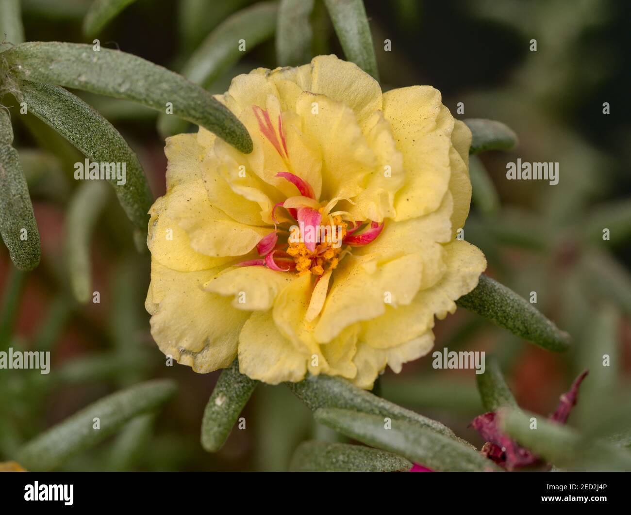 Close up view of a yellow portulaca flower (Portulaca grandiflora) Stock Photo