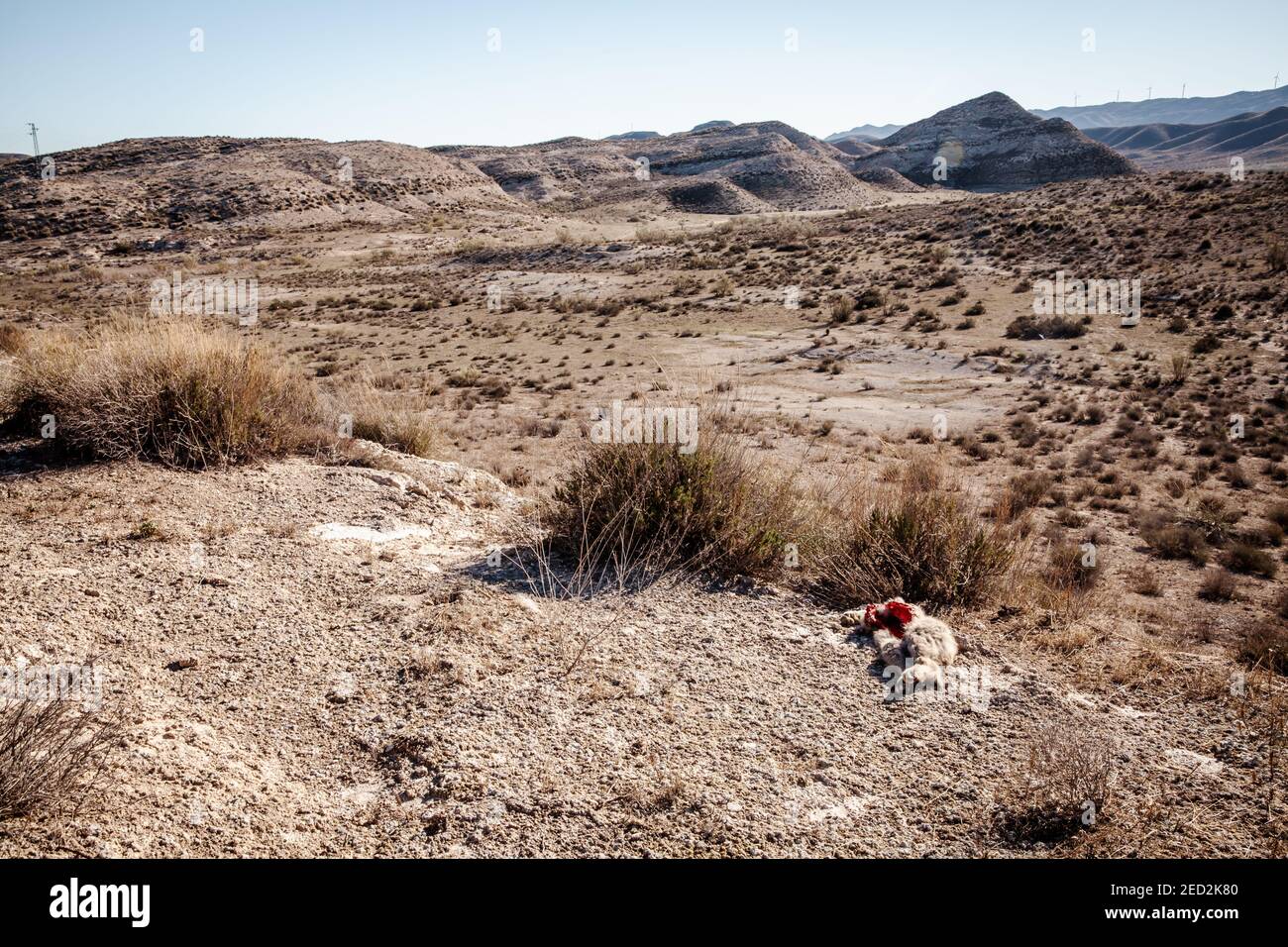 wild vegetation and eaten dead animal in the landscape of the Tabernas desert in Spain Stock Photo
