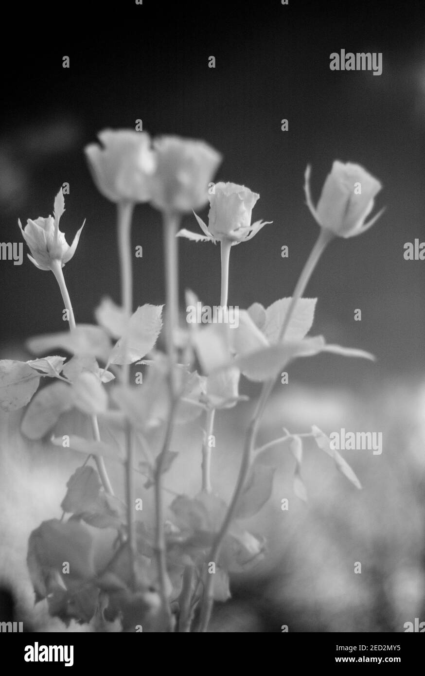 Red rose turned white hires stock photography and images Alamy