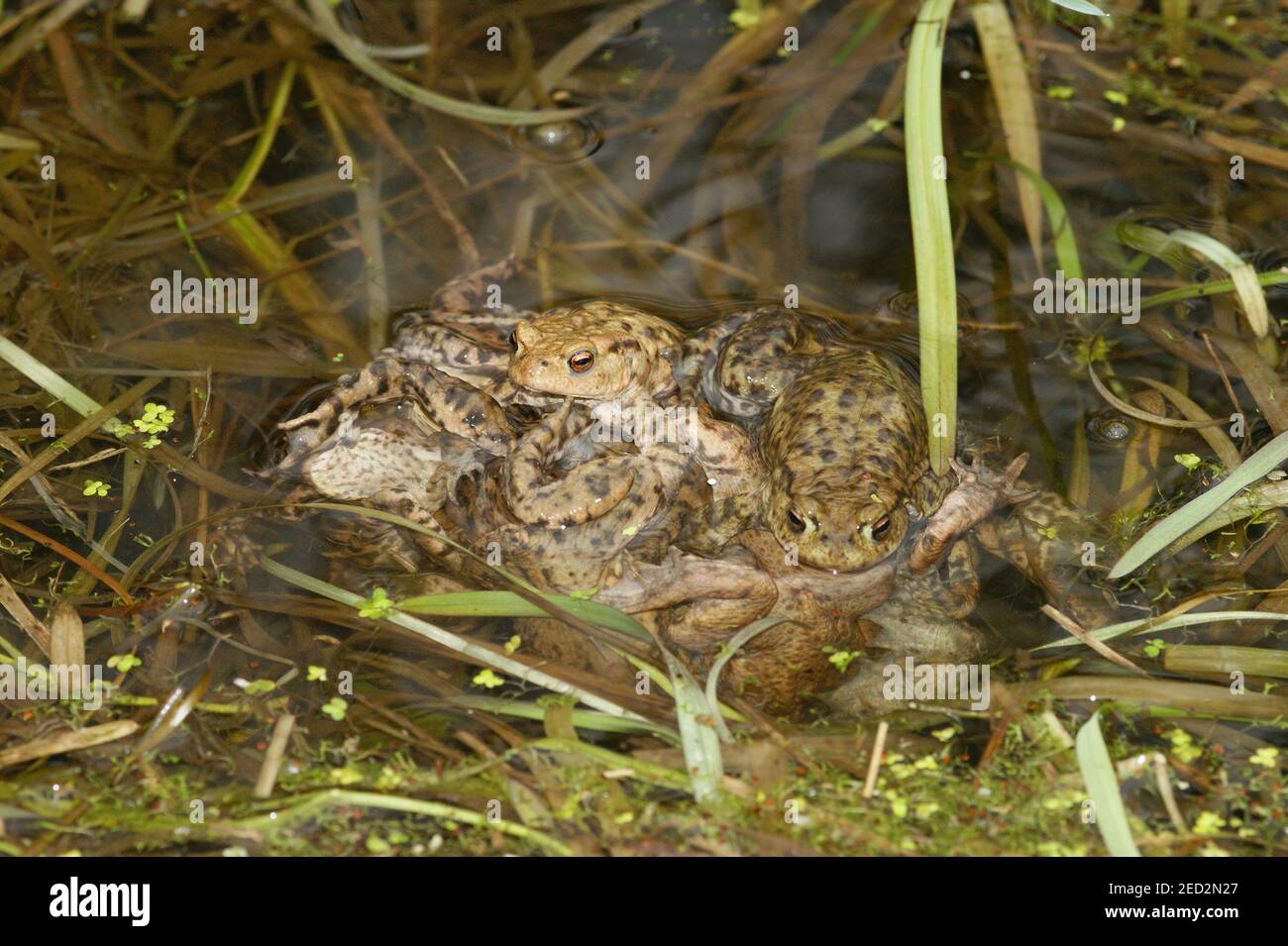 An aggregation of male common toads , Bufo bufo in the water fertilising eggsacs in the breeding pond Stock Photo