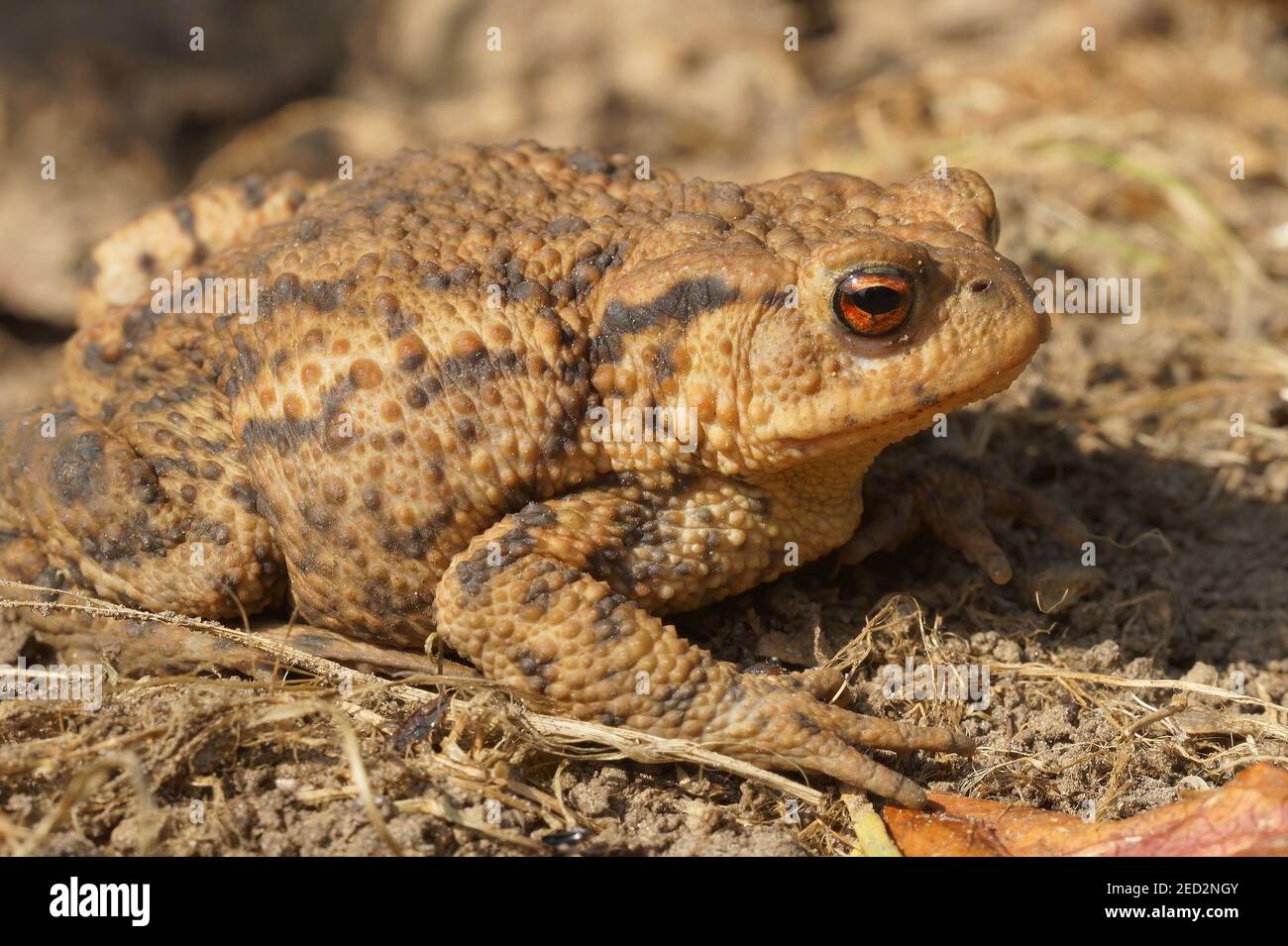 A full body shot of a female common toad , Bufo bufo on the ground Stock Photo