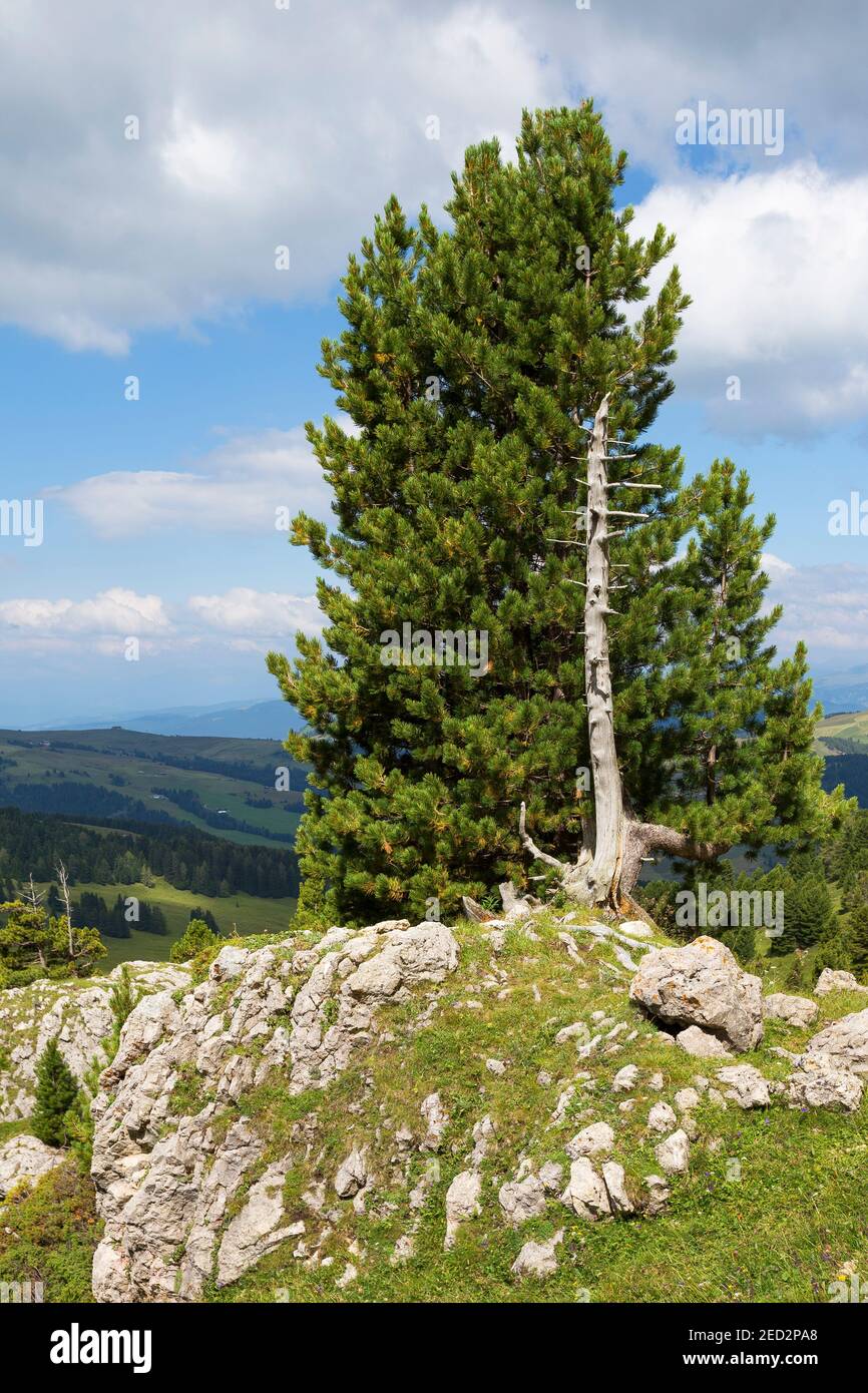 Pinus cembra tree with dead trunk. Alpine trees in the Gardena Valley. Italian Alps. Europe. Stock Photo