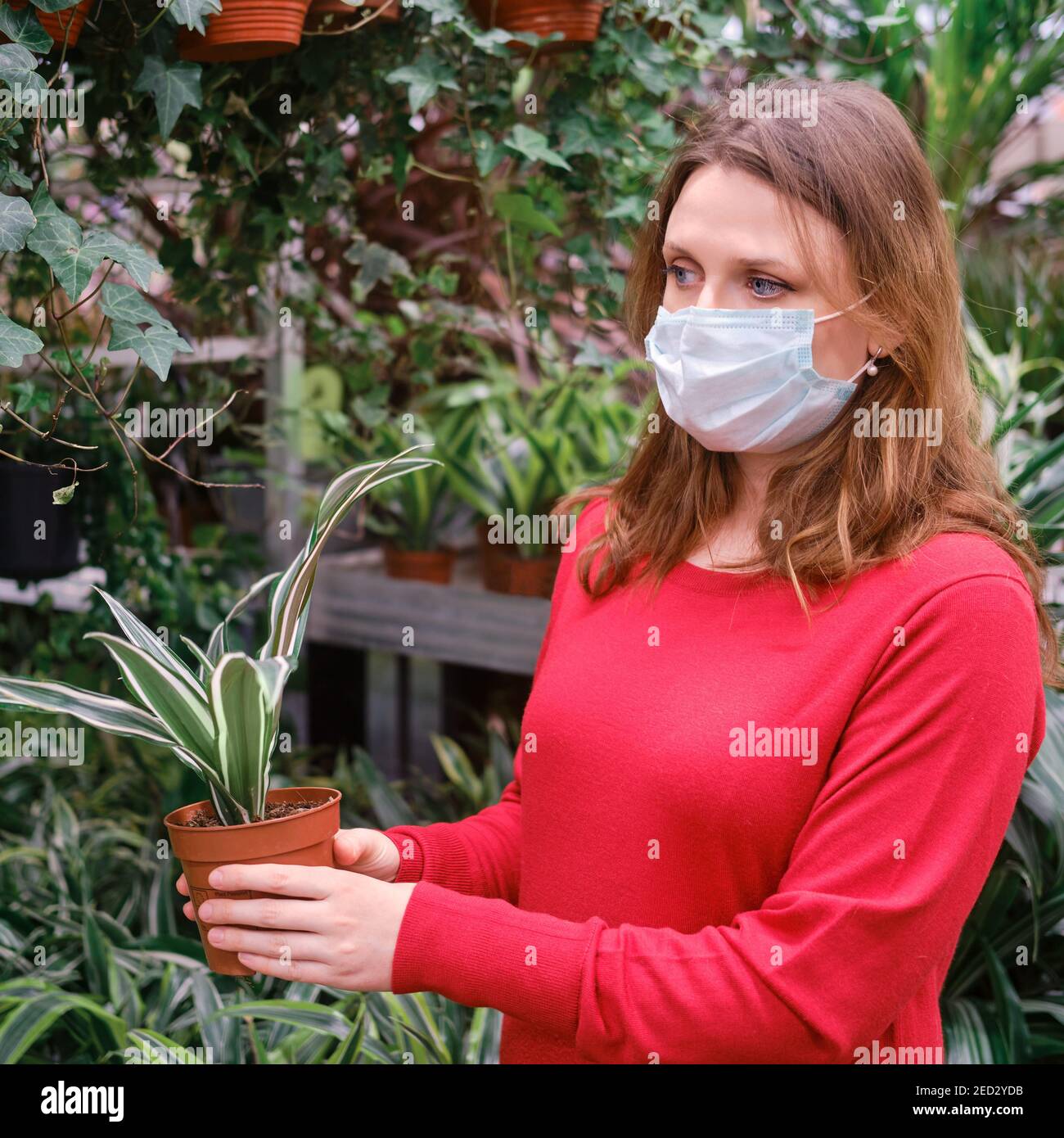 Young woman gardener in medical mask chooses dracaena plant in store. Home gardening hobby during corona virus quarantine Stock Photo