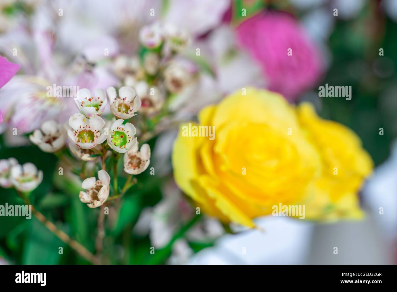 floral color mix background with selective focus. Stock Photo