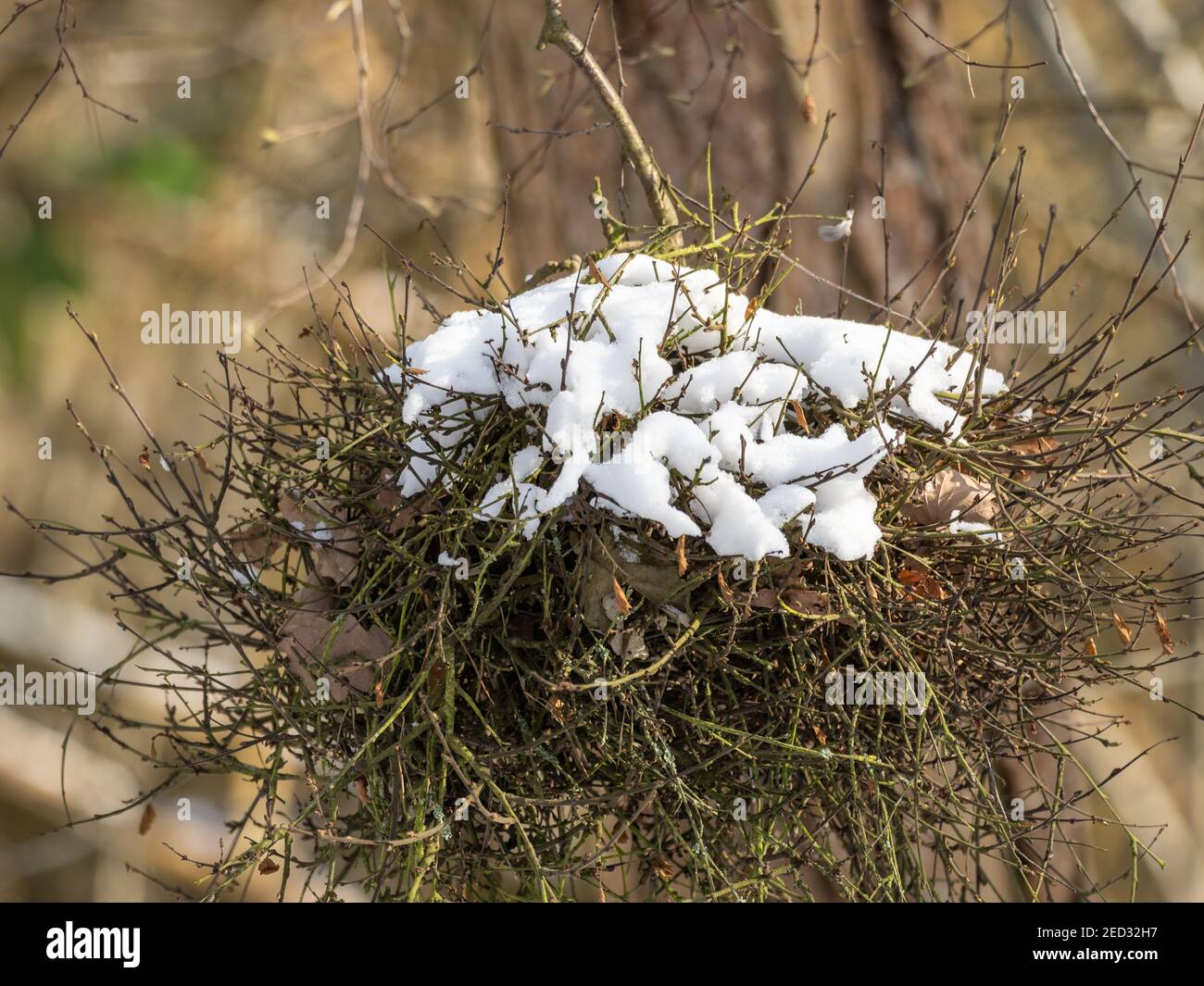 Snow Covereded Witch's Broom Infected Tree Stock Photo
