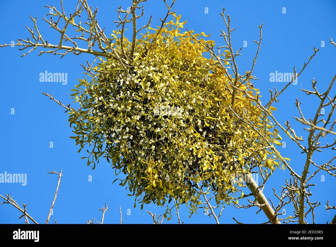 Mistletoe Ripe mistletoe with ripe berries in wintertime in Germany Stock Photo - Alamy