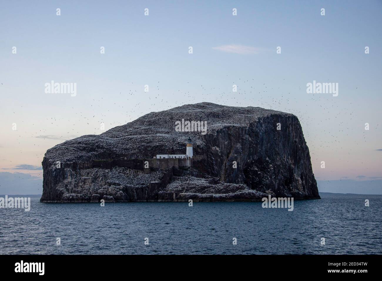 Bass Rock Lighthouse, Bass Rock gannet colony, Firth of Forth, Scotland Stock Photo