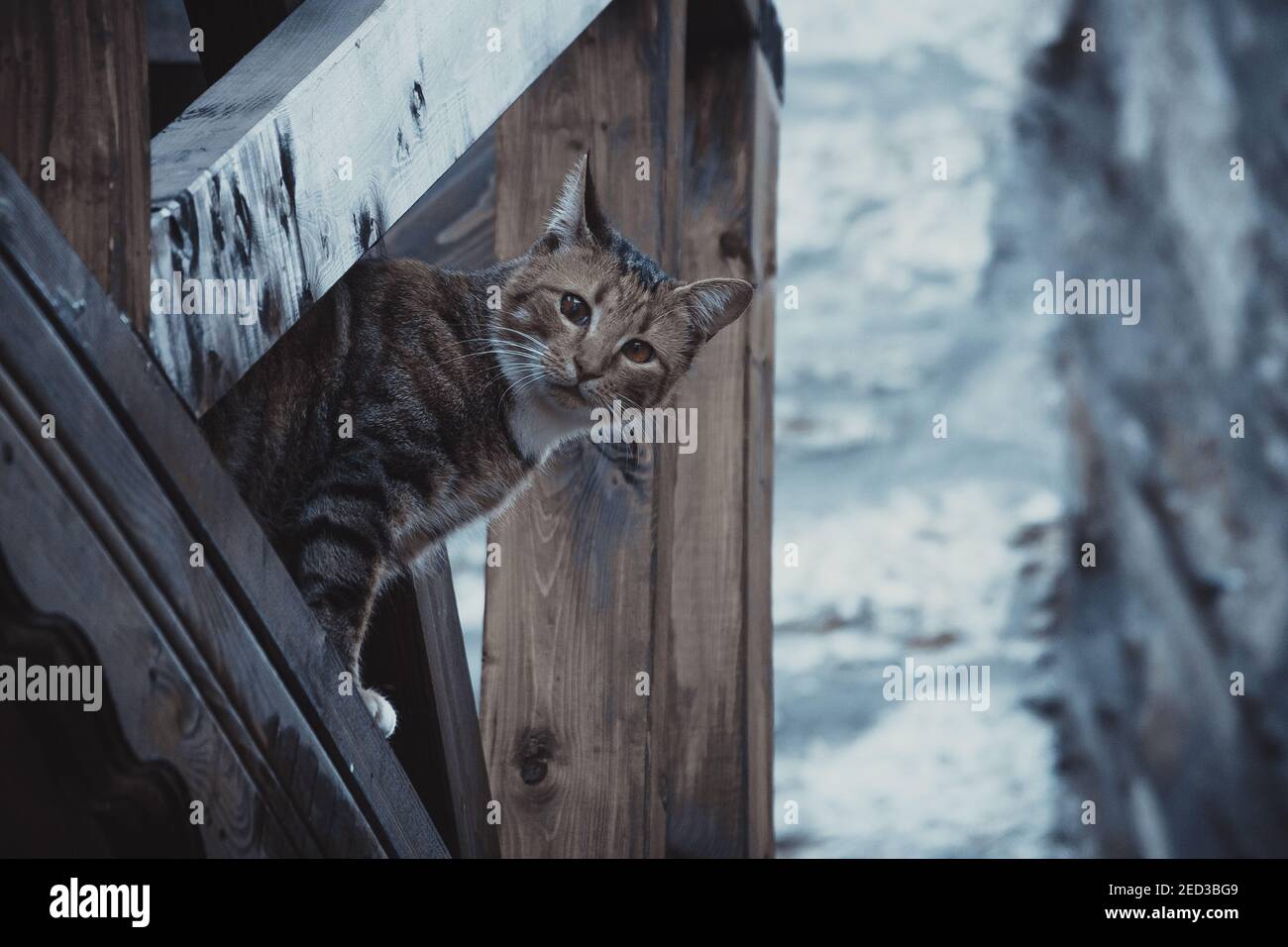 Street cat looking at the camera among the wooden pier Stock Photo