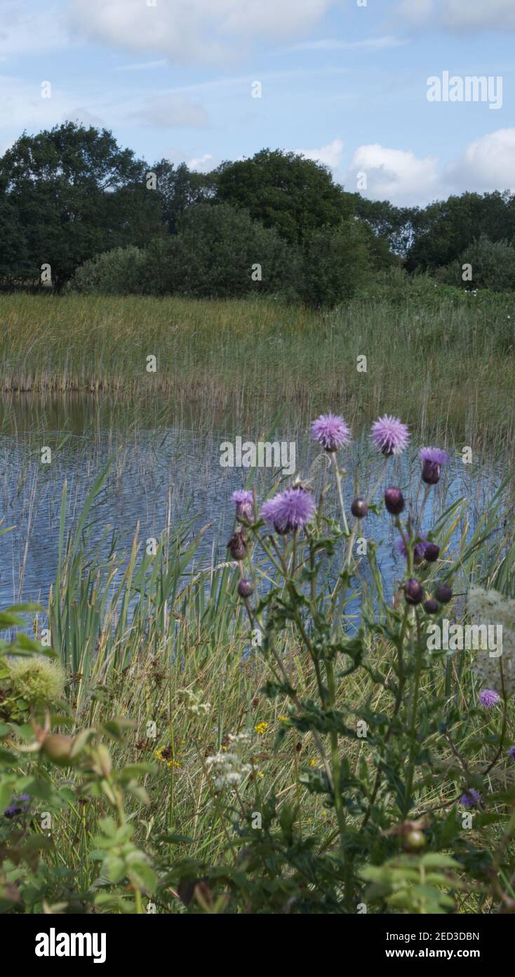 Field, creeping thistle beside open water at Redgrave and Lopham Fen, Norfolk, UK. Stock Photo