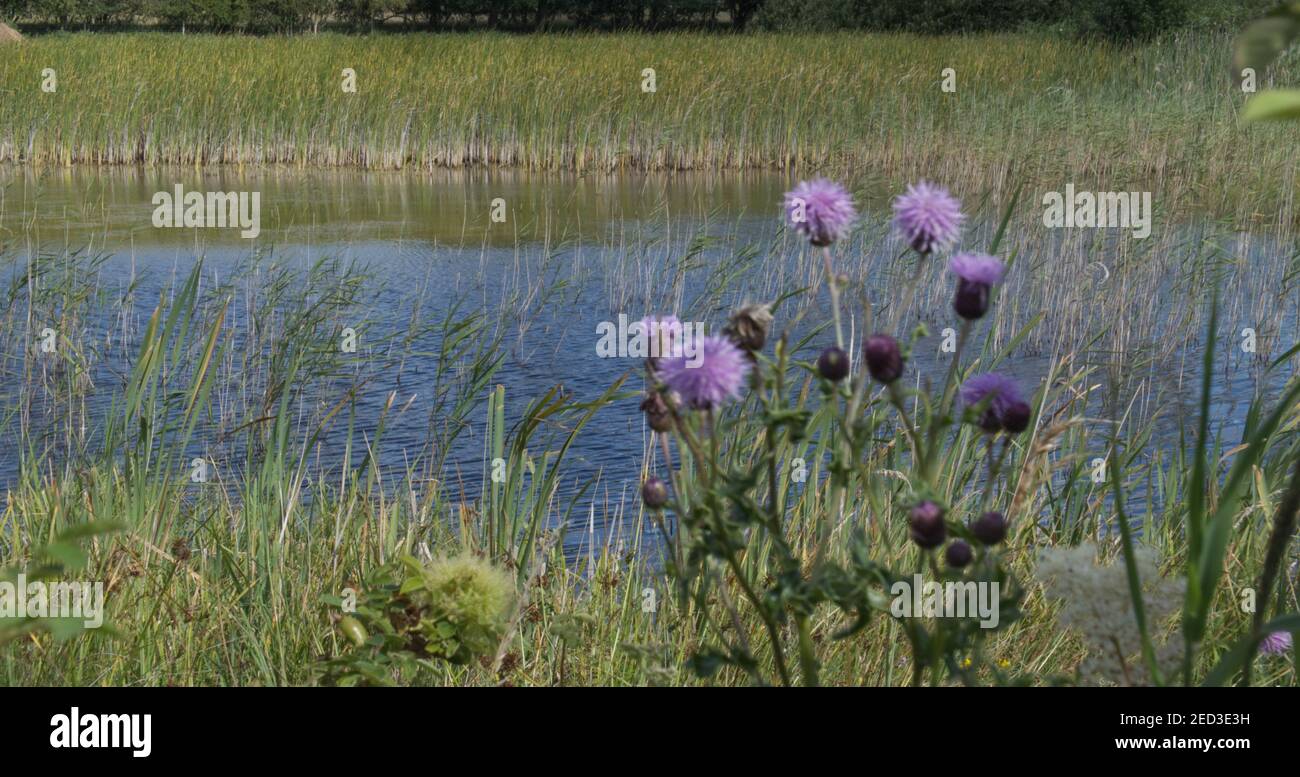 Field, creeping thistle beside open water at Redgrave and Lopham Fen, Norfolk, UK. Stock Photo