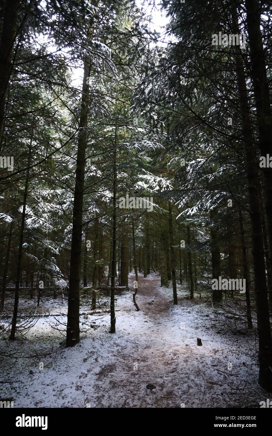 Vertical shot forest pathway hi-res stock photography and images - Alamy