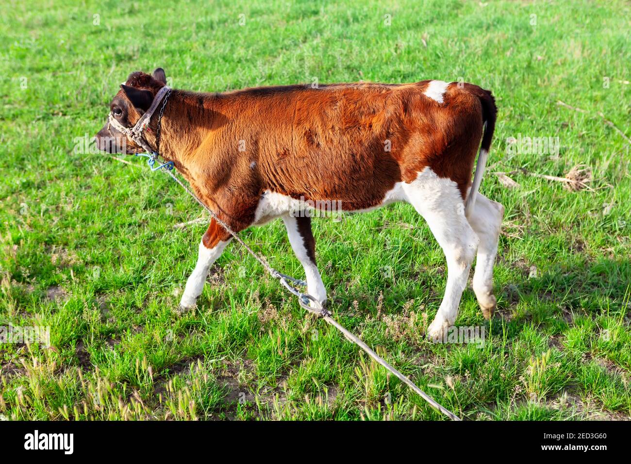 Domestic cow tied rope hi-res stock photography and images - Alamy