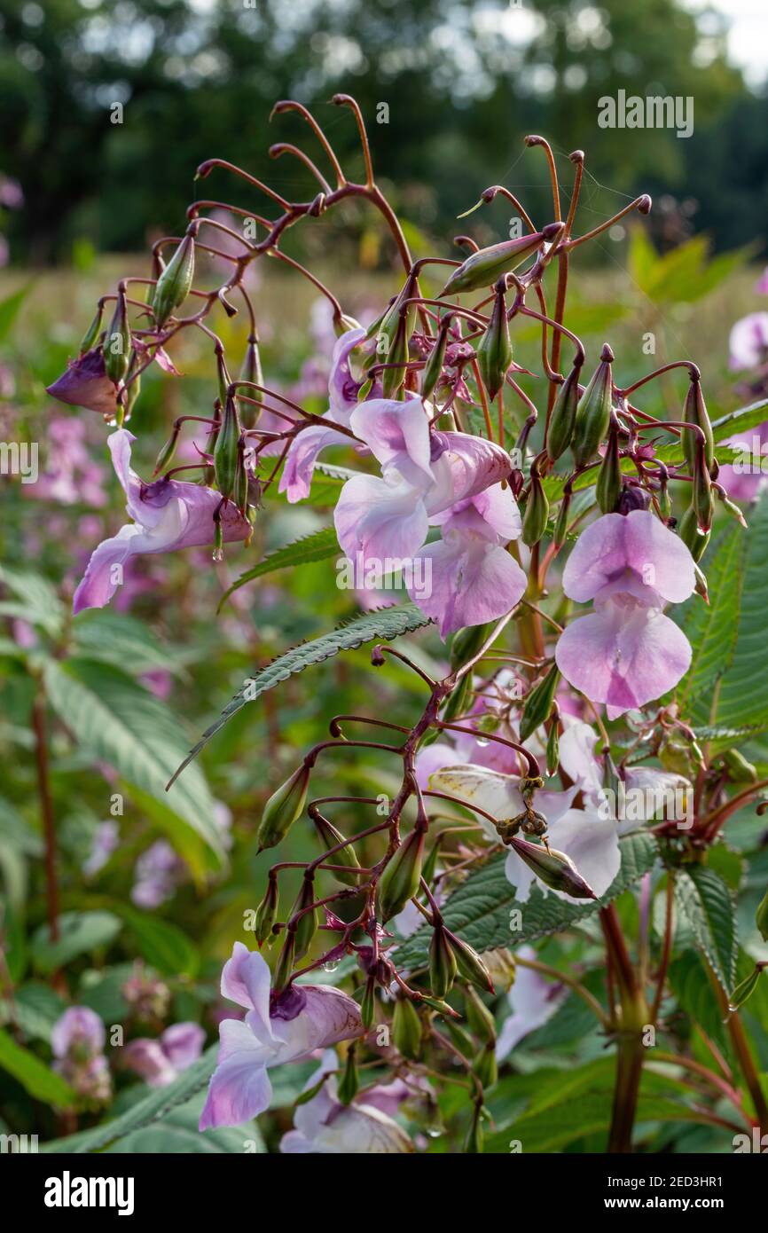 Himalayan Balsam, Monmouthshire and Brecon Canal, Monmouthshire, Wales. UK Stock Photo