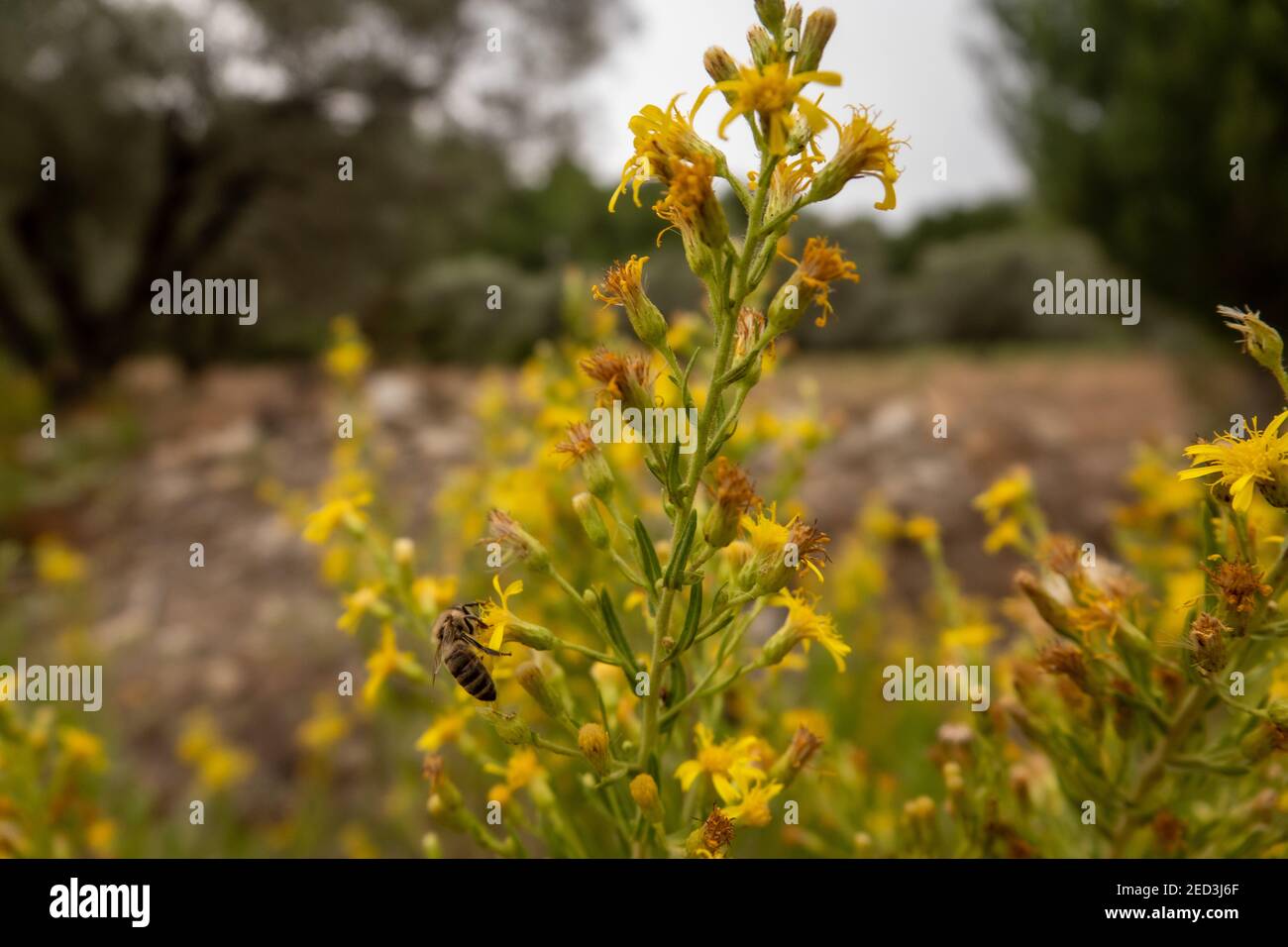 Flying honey bee collecting pollen at yellow flower. Bee flying over the yellow flower. Stock Photo