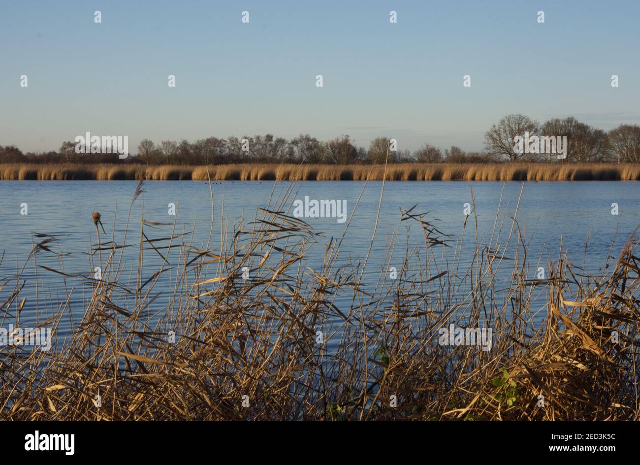 Rushes growing beside water, Redgrave and Lopham Fen, UK Stock Photo ...