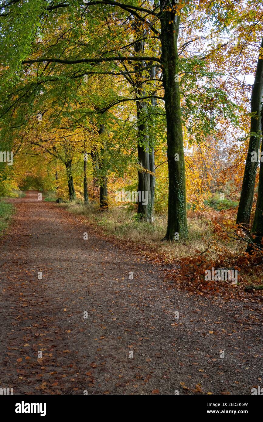 Wentwood Forest, Gwent South East Wales, autumn Stock Photo