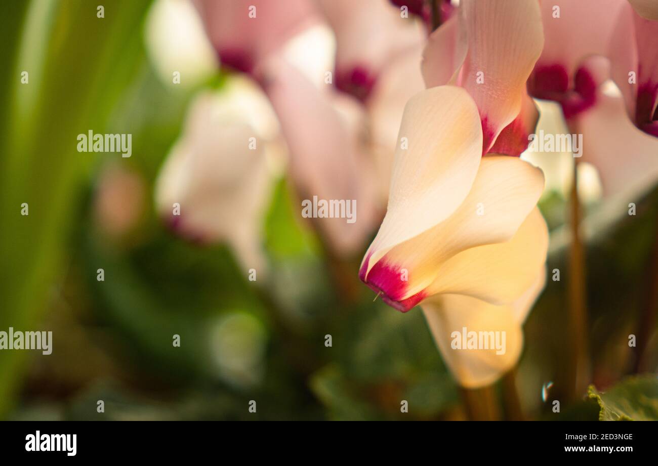 close up of delicate cyclamen petals Stock Photo
